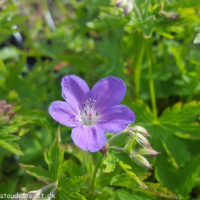 Geranium sylvaticum 'Mayflower'. <br/>Storkenb