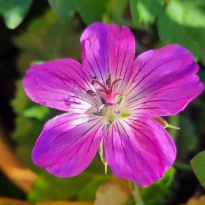 Geranium 'Mazoretka'. <br/>Storken�b