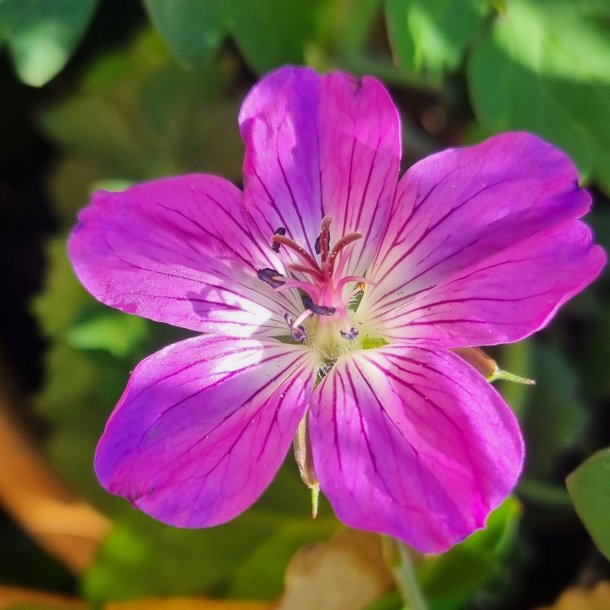 Geranium 'Mazoretka'. <br/>Storken�b