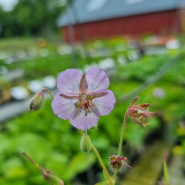 Geranium phaeum 'Mierhausen'. <br/>B�lgekronet storken�b