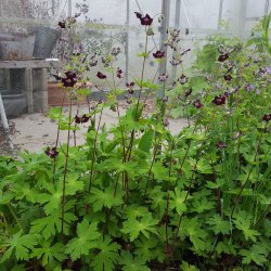 Geranium phaeum 'Lady in Mourning'. <br/>B�lgekronet storken�b