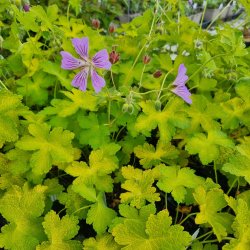 Geranium 'Mrs. Judith Bradshaw'. <br/>Storkenb