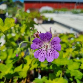 Geranium 'Mrs. Judith Bradshaw'. <br/>Storkenb