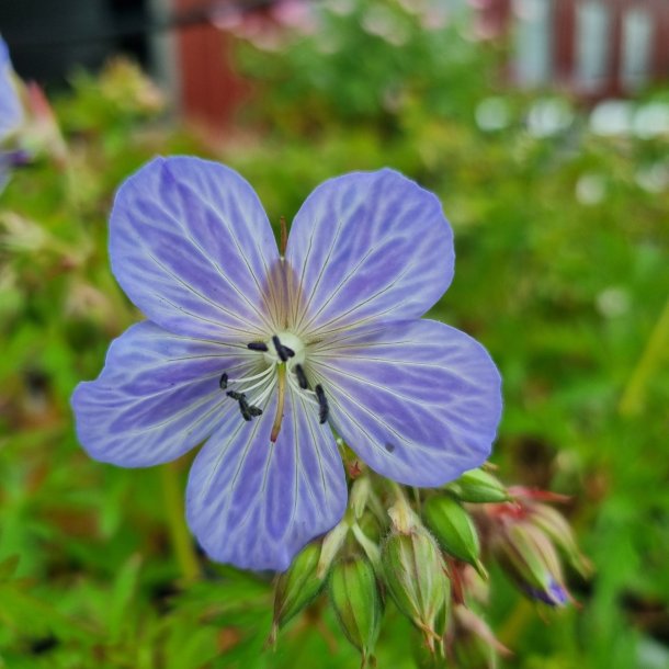 Geranium pratense 'Mrs. Kendall Clark'. <br/>Engstorken�b