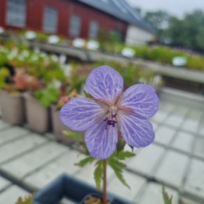 Geranium pratense 'Mrs. Kendall Clark'. <br/>Engstorken�b