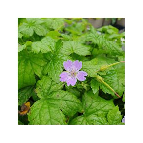Geranium nodosum. <br/> Storkenb