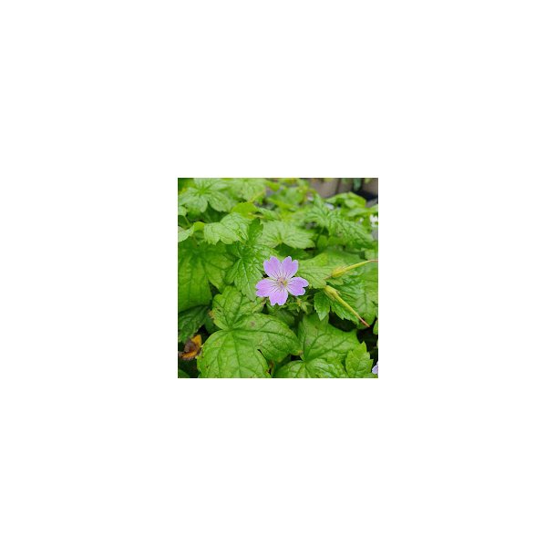 Geranium nodosum. <br/> Storkenb