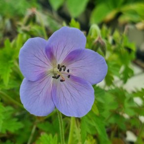 Geranium himalayense 'Pale Irish Blue'. <br/>Storken�b