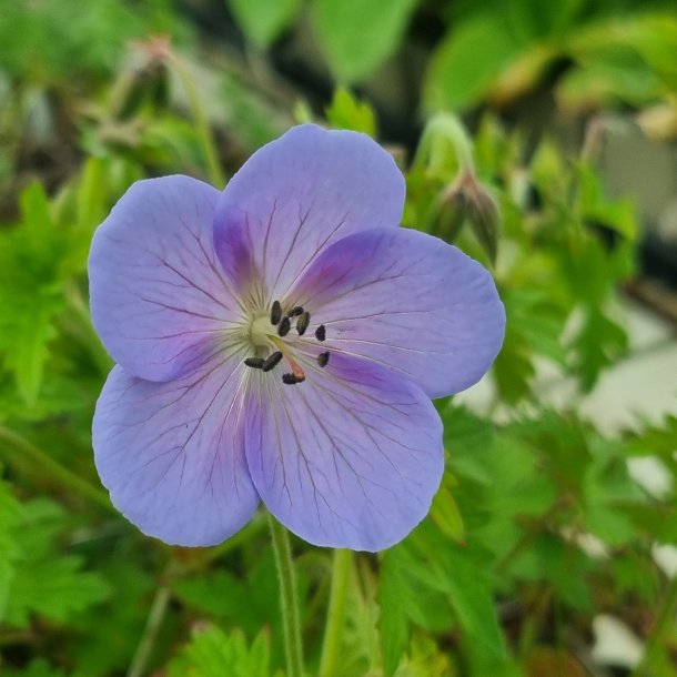 Geranium himalayense 'Pale Irish Blue'. <br/>Storken�b