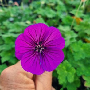 Geranium 'Panorama Purple'. <br/>Storken�b
