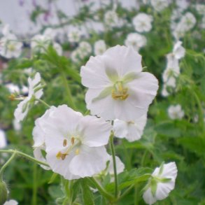 Geranium phaeum 'Album'. <br/>B�lgekronet storken�b