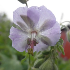 Geranium phaeum 'Blauwvoet'. <br/>Blgekronet storkenb