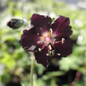Geranium phaeum 'Lady in Mourning'. <br/>B�lgekronet storken�b