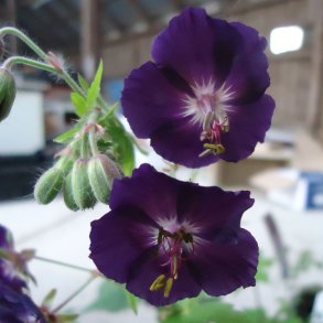 Geranium phaeum 'Raven'. <br/>B�lgekronet storken�b