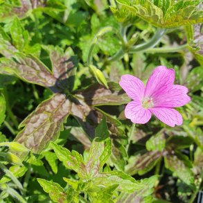 Geranium x oxonianum 'Phantom'. <br/>Storkenb