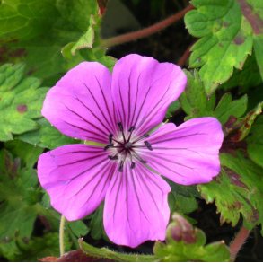 Geranium 'Pink Penny'. <br/>Storken�b