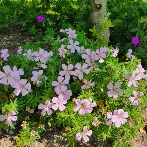 Geranium sanguineum 'Pink Pouffe'. <br/>Storken�b