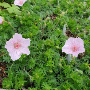 Geranium - Storkenæb