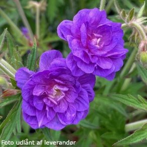 Geranium pratense 'Plenum Violaceum'. <br/>Storkenb