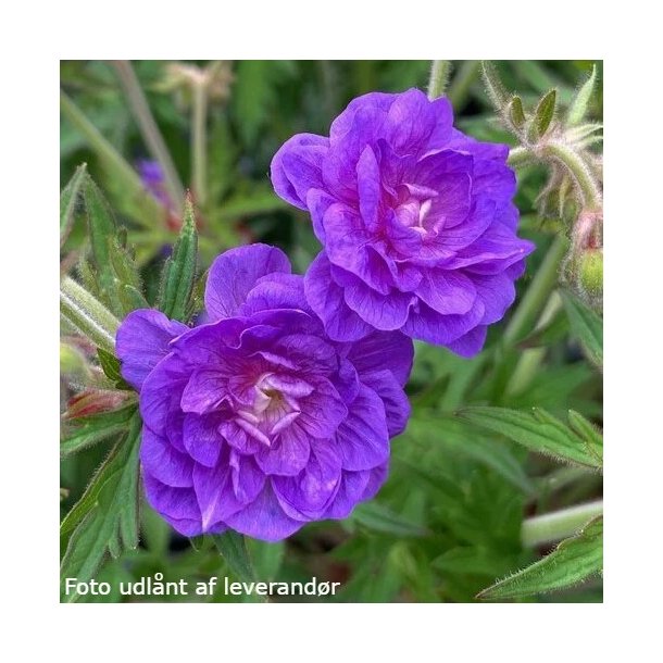 Geranium pratense 'Plenum Violaceum'. <br/>Storkenb