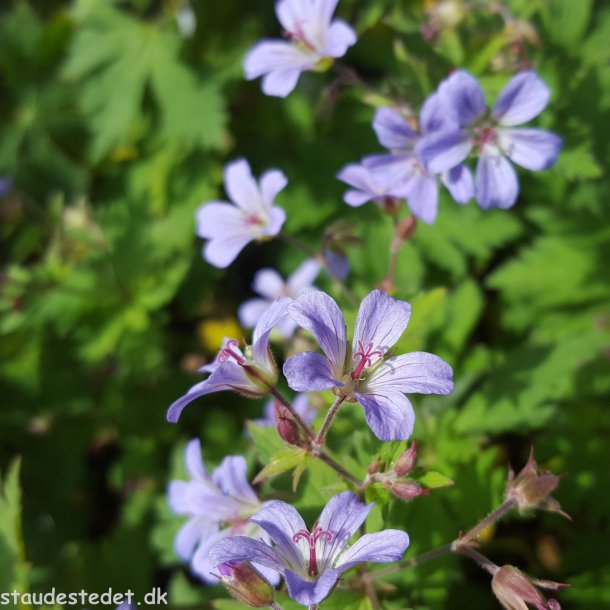 Geranium sylvaticum 'Prelude'. <br/>Storkenb