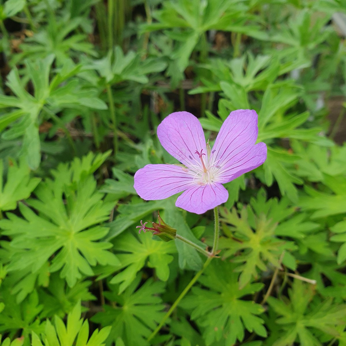 Geranium 'Purple Rain'. Storkenæb - Stauder - G - Staudestedet