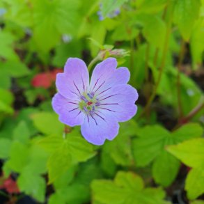 Geranium nodosum 'Purpur'. <br/>Storken�b