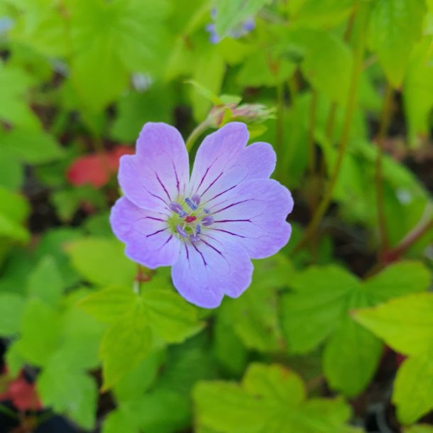 Geranium nodosum 'Purpur'. <br/>Storkenb