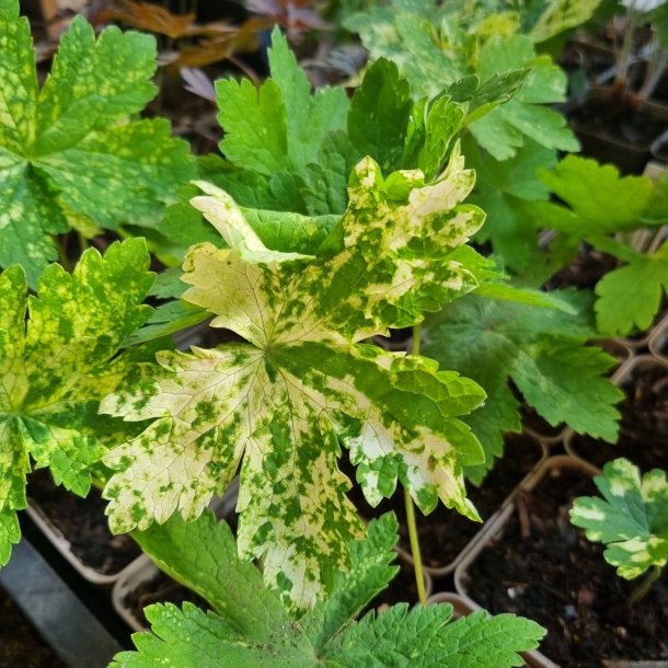 Geranium phaeum 'Rachel's Rhapsody'. <br/>Storkenb