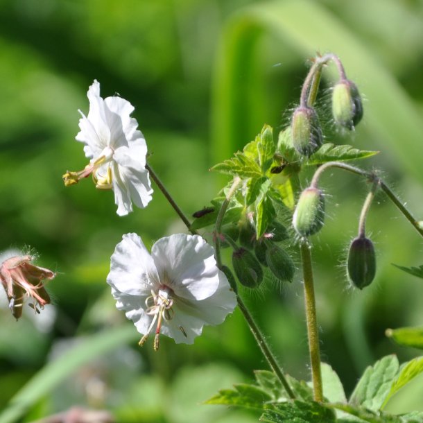 Geranium phaeum 'Ray of Light'. <br/>Blgekronet storkenb