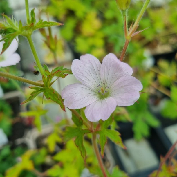 Geranium x oxonianum 'Rebecca Moss'. <br/>Storken�b