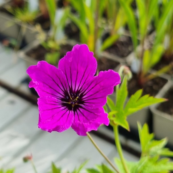 Geranium 'Red Admiral'. <br/>Storken�b