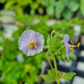 Geranium phaeum 'Rose Air'. <br/>Blgekronet storkenb