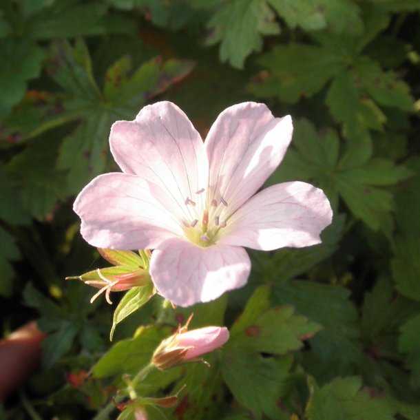 Geranium (x) oxonianum 'Rose Clair'. <br/>Storkenb