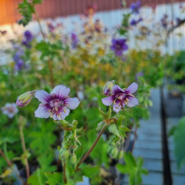 Geranium phaeum 'Rothbury Cherry'. <br/>Blgekronet storkenb
