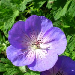 Geranium ROZANNE ('Gerwat'). <br/>Storkenb