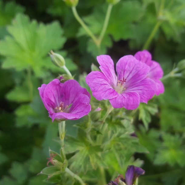 Geranium riversleaianum 'Russel Prichard'. <br/>Storkenb