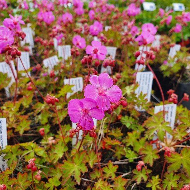 Geranium macrorrhizum 'Sandys Smile'. <br/>Storrodet storkenb