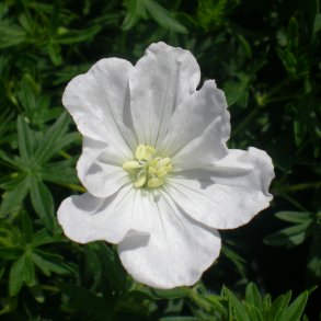 Geranium sanguineum 'Album'. <br/>Storkenb
