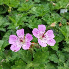 Geranium wallichianum 'Silvia's Surprise'.<br/>Storken�b