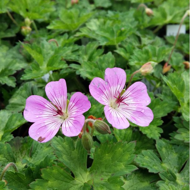 Geranium wallichianum 'Silvia's Surprise'.<br/>Storken�b