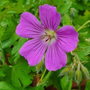 Geranium 'Sirak'. <br/>Storkenb