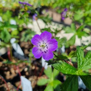 Geranium maculatum 'Spring Purple'. <br/>Storkenb