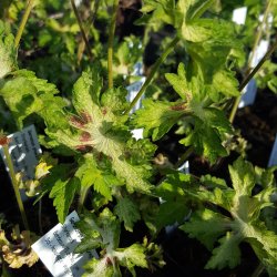 Geranium phaeum 'Springtime'. <br/>Blgekronet storkenb