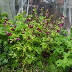 Geranium phaeum 'Springtime'. <br/>Blgekronet storkenb
