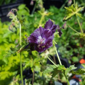 Geranium phaeum 'Springtime'. <br/>Blgekronet storkenb