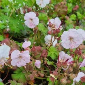 Geranium x cantabrigiense 'St. Ola'. <br/>Storken�b