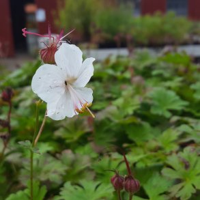 Geranium x cantabrigiense 'St. Ola'. <br/>Storkenb