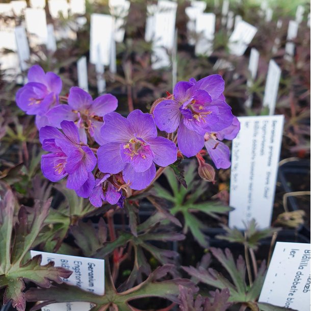 Geranium pratense 'Storm Cloud'. <br/>Engstorken�b