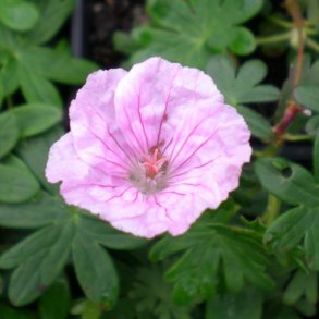 Geranium sanguineum var. striatum. <br/>Storken�b